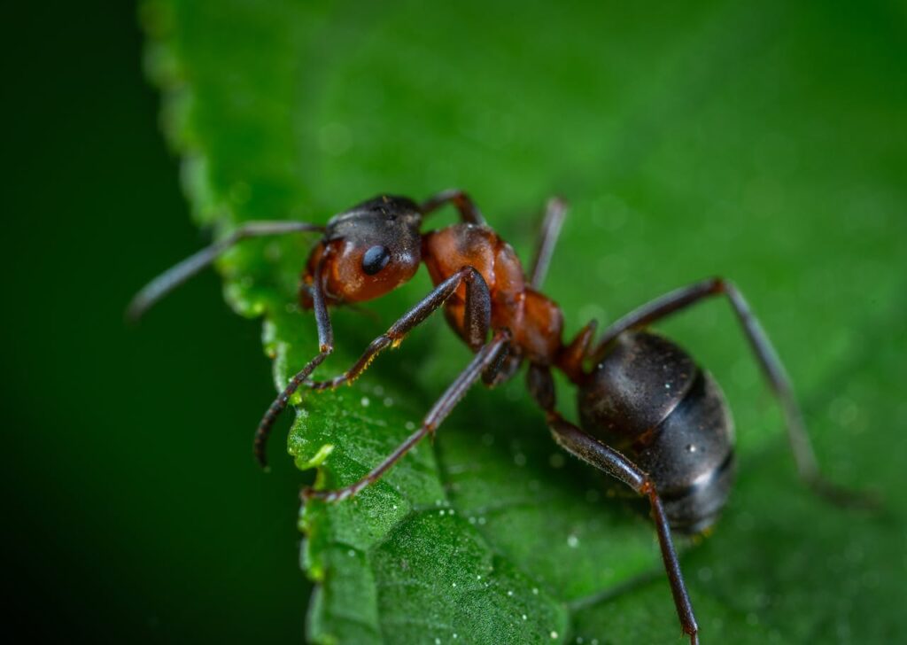 Biologische bestrijding als natuurlijke oplossing voor een gezonde tuin