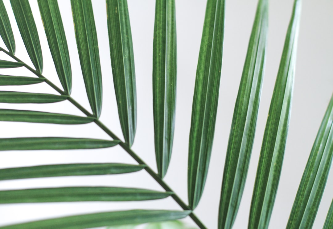 Zo zorg je voor een gezonde verbena door goed te snoeien